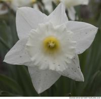 flower daffodil 0002